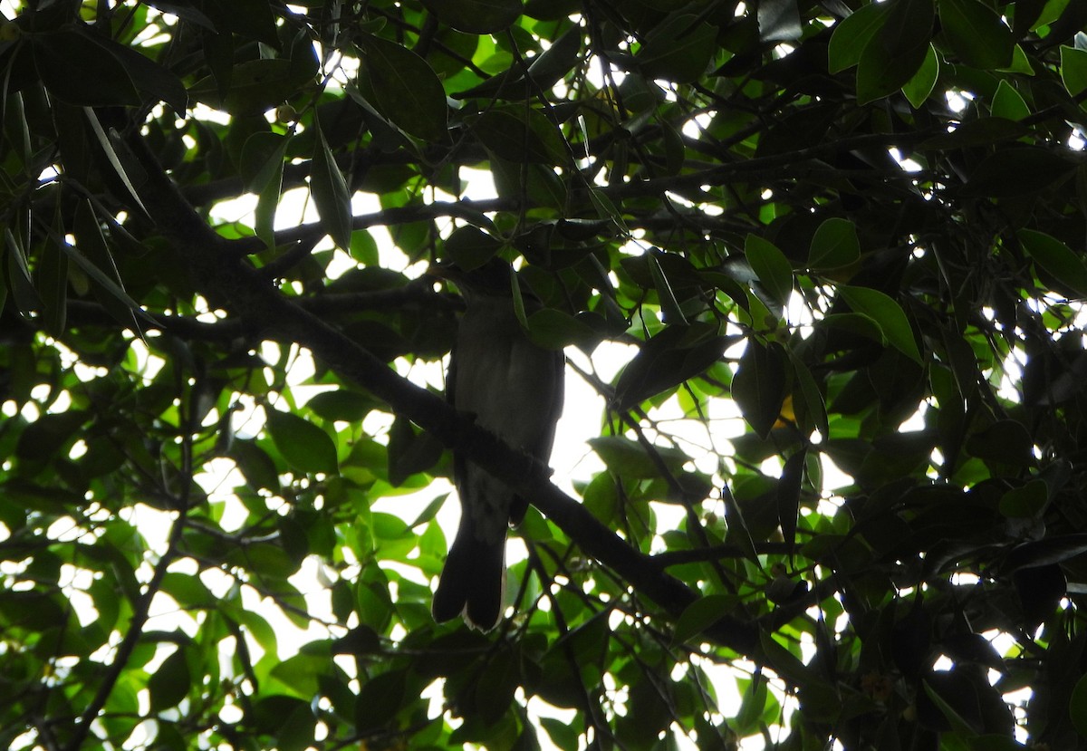 Pale-breasted Thrush - ML645895867