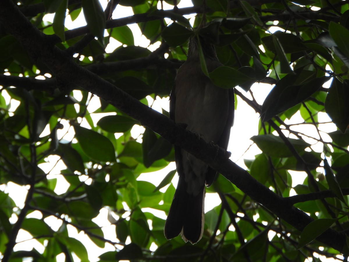 Pale-breasted Thrush - ML645895868