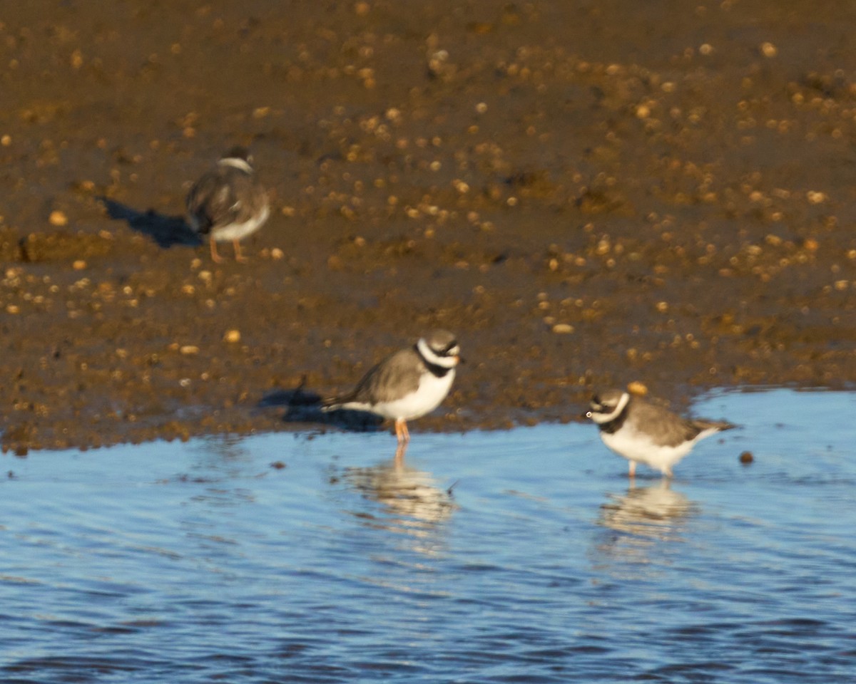 חופמי צווארון - ML645895871