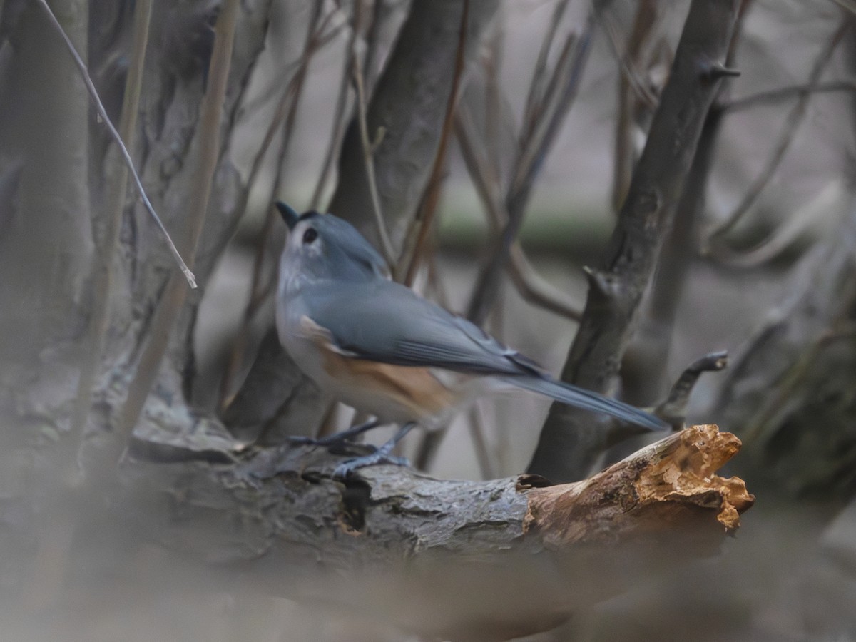 Tufted Titmouse - ML645895872