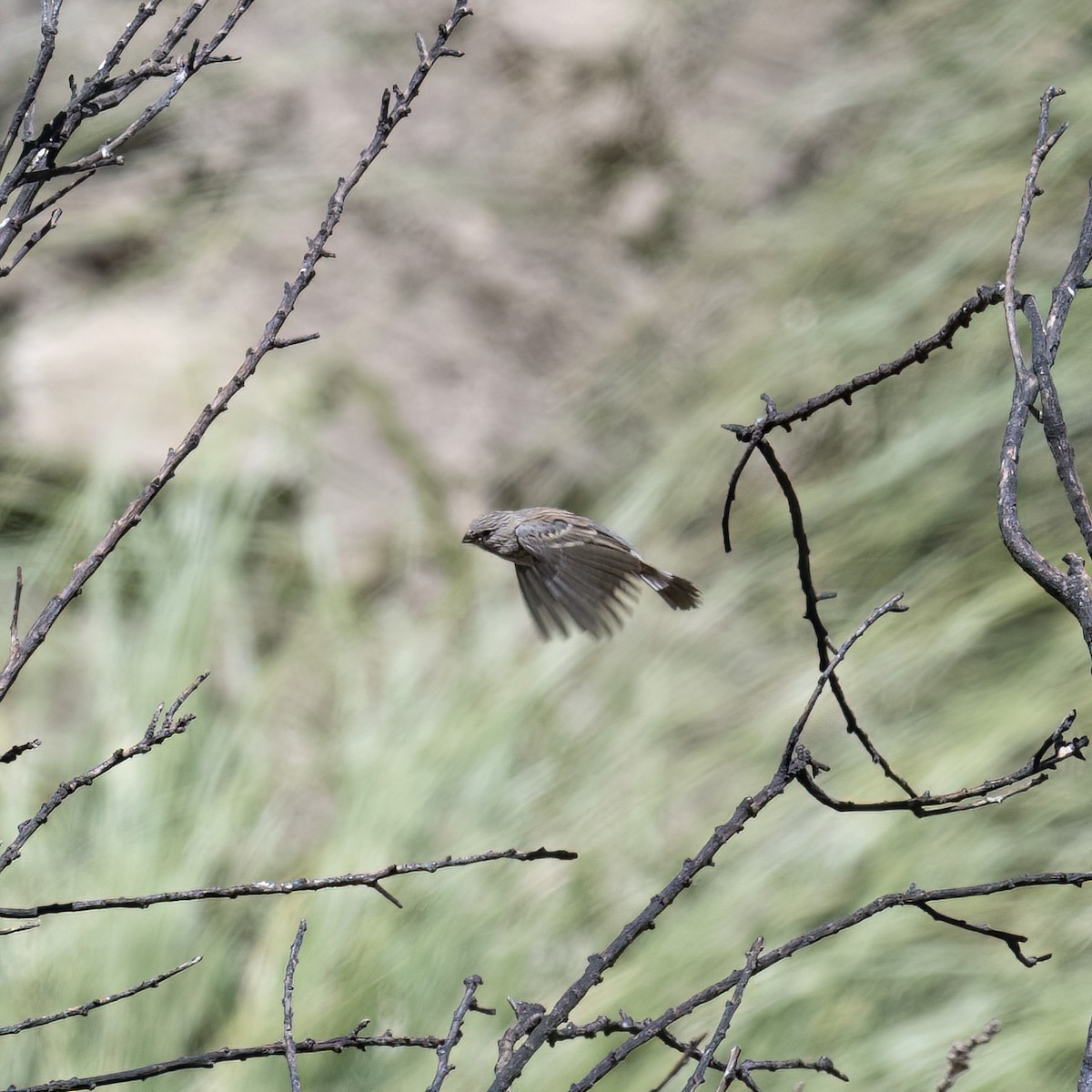 Band-tailed Seedeater - ML645895875