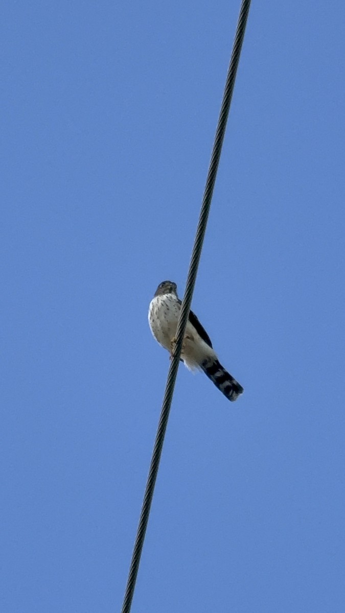 Double-toothed Kite - ML645895876