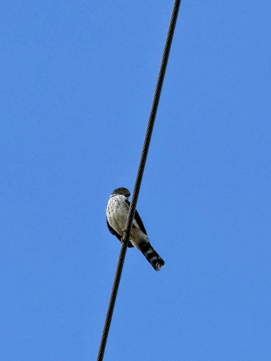 Double-toothed Kite - ML645895877