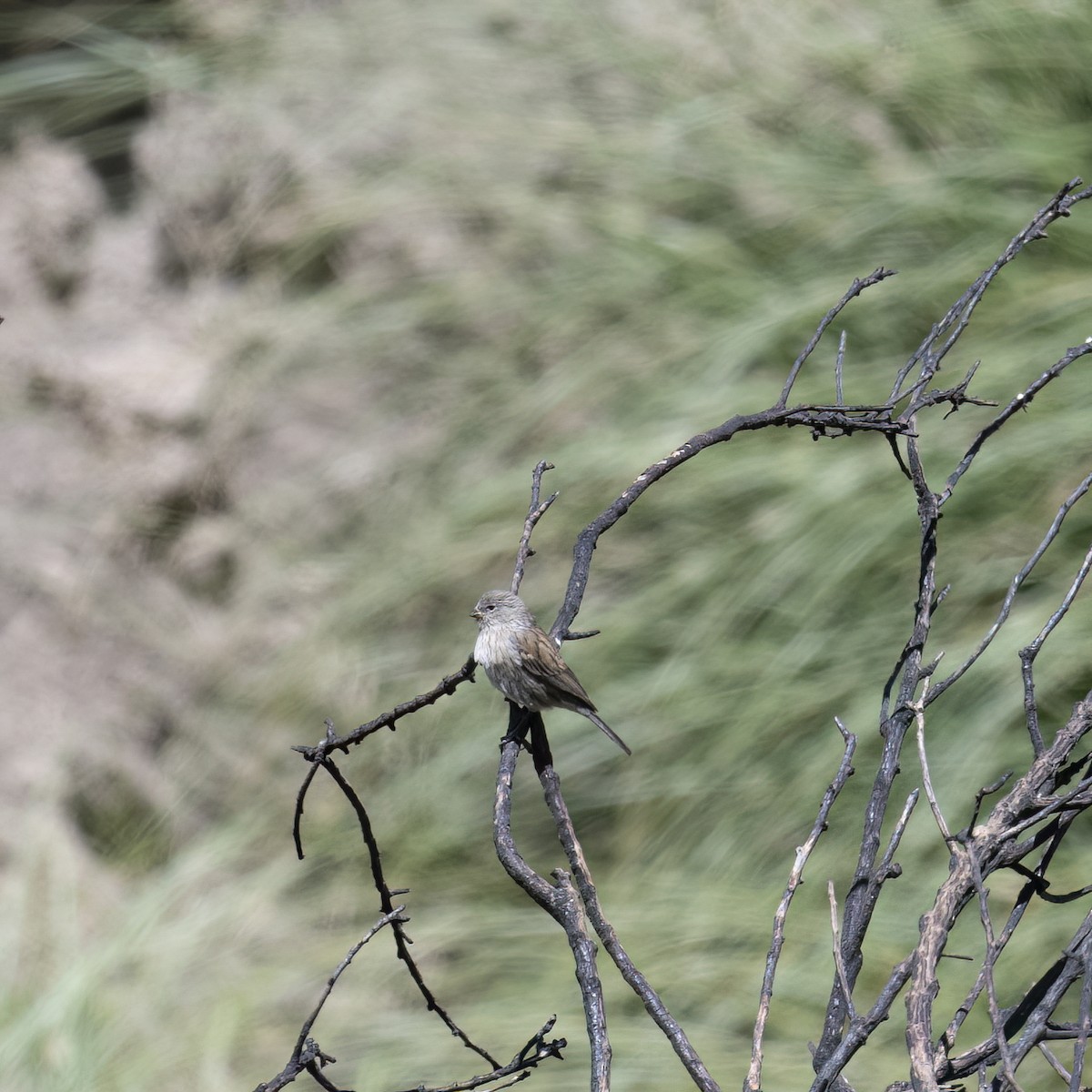Band-tailed Seedeater - ML645895879