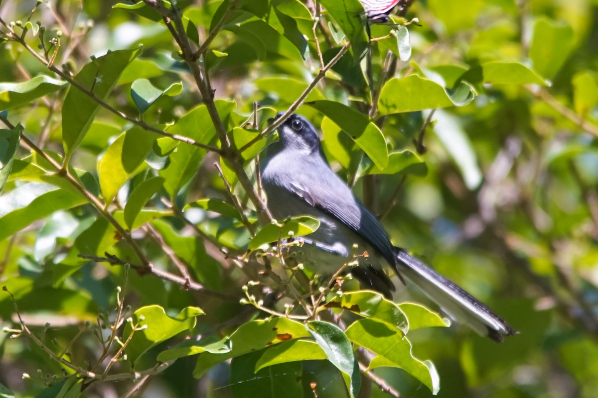 Masked Gnatcatcher - ML645895883
