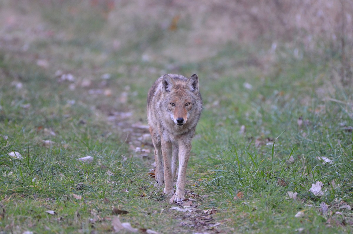 Great Lakes Coyote - ML645895886