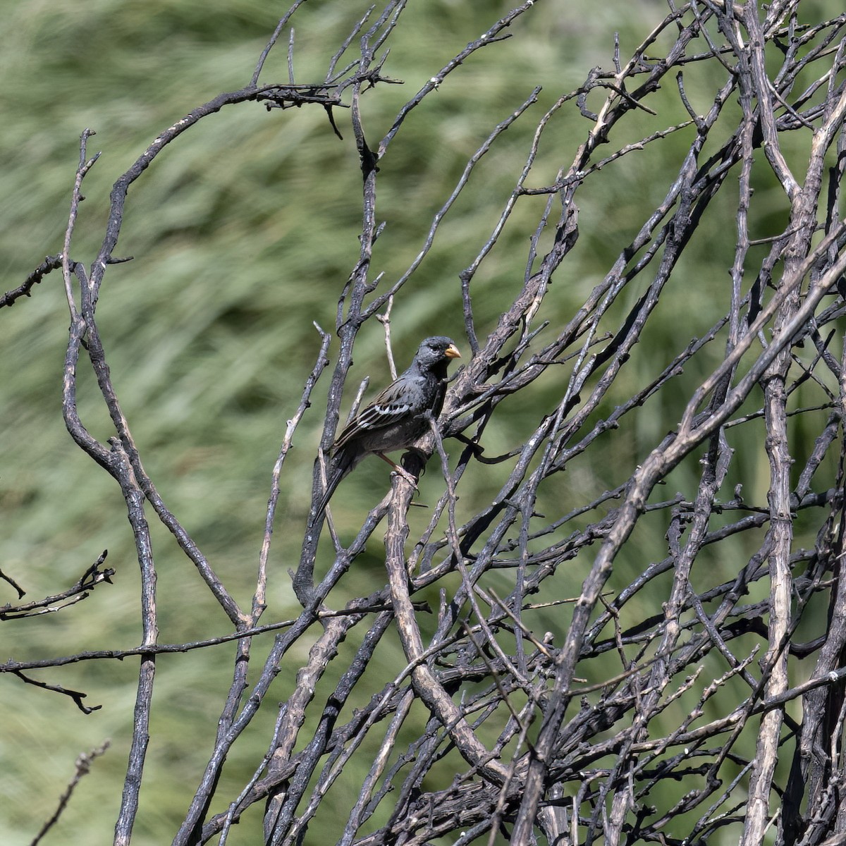 Mourning Sierra Finch - ML645895887