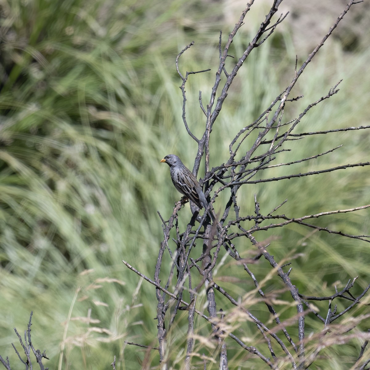 Mourning Sierra Finch - ML645895888