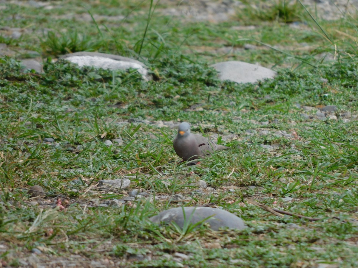 Croaking Ground Dove - ML645895889