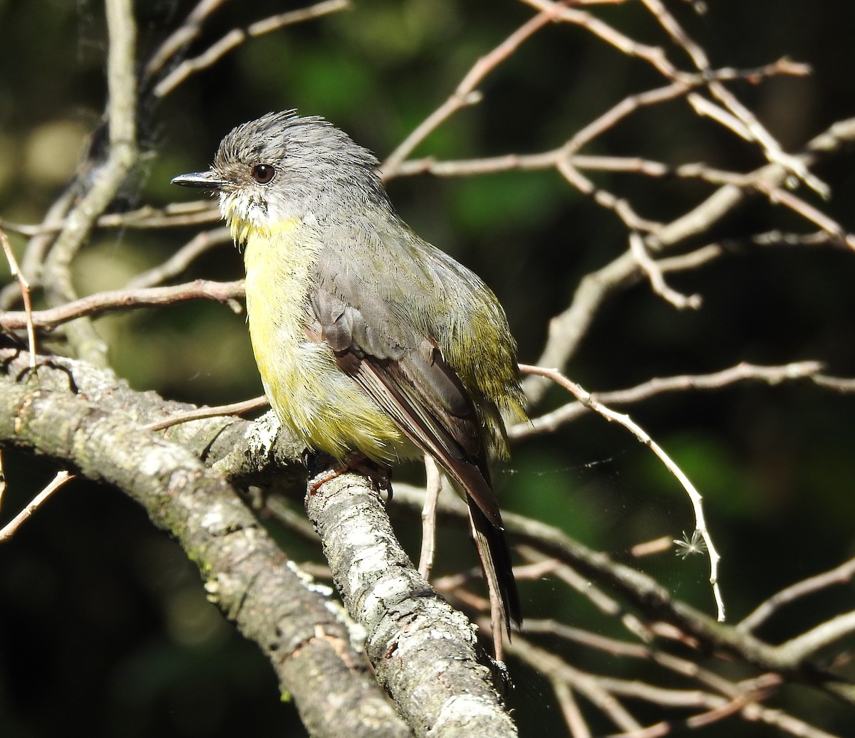 Eastern Yellow Robin - ML645895895