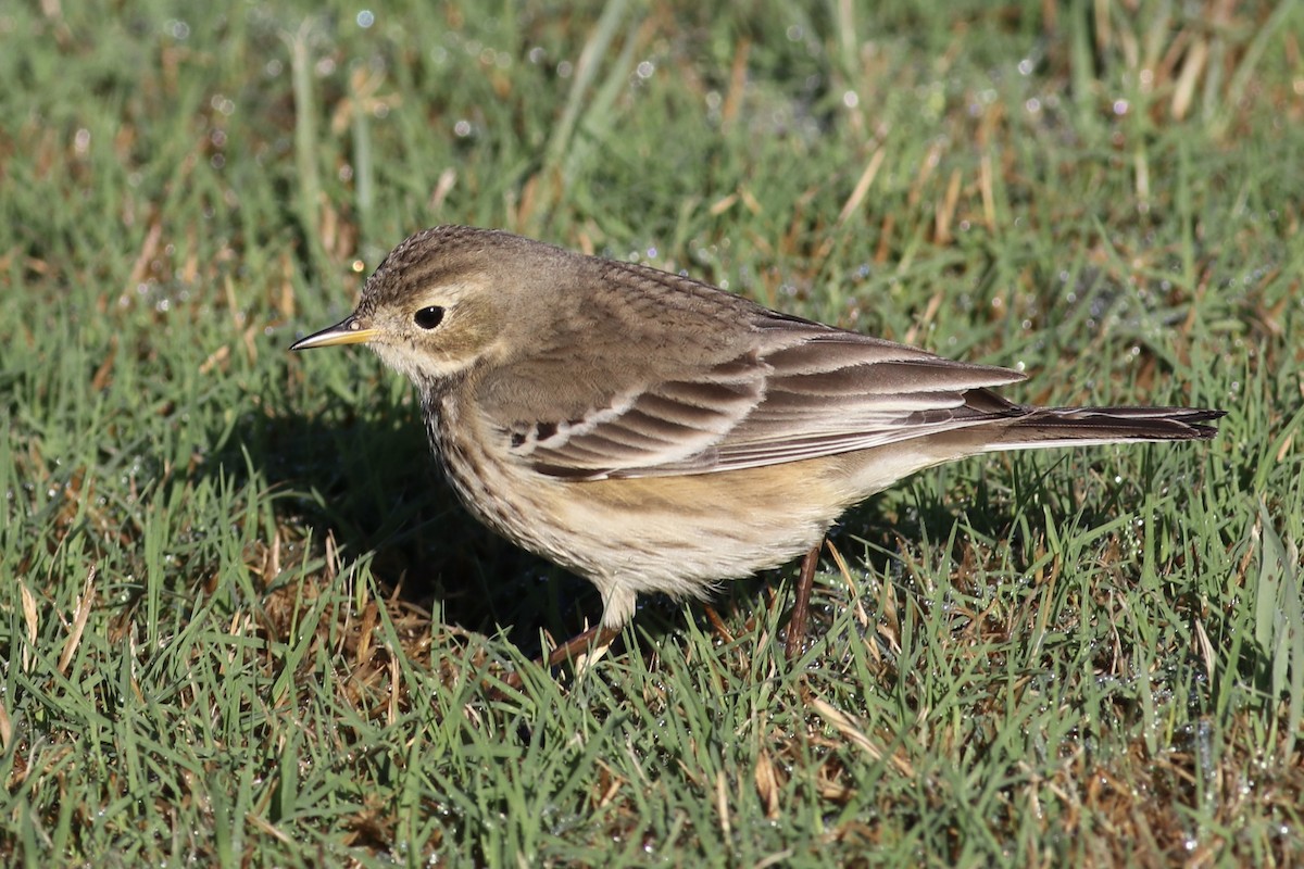 פפיון אמריקני - ML645895896
