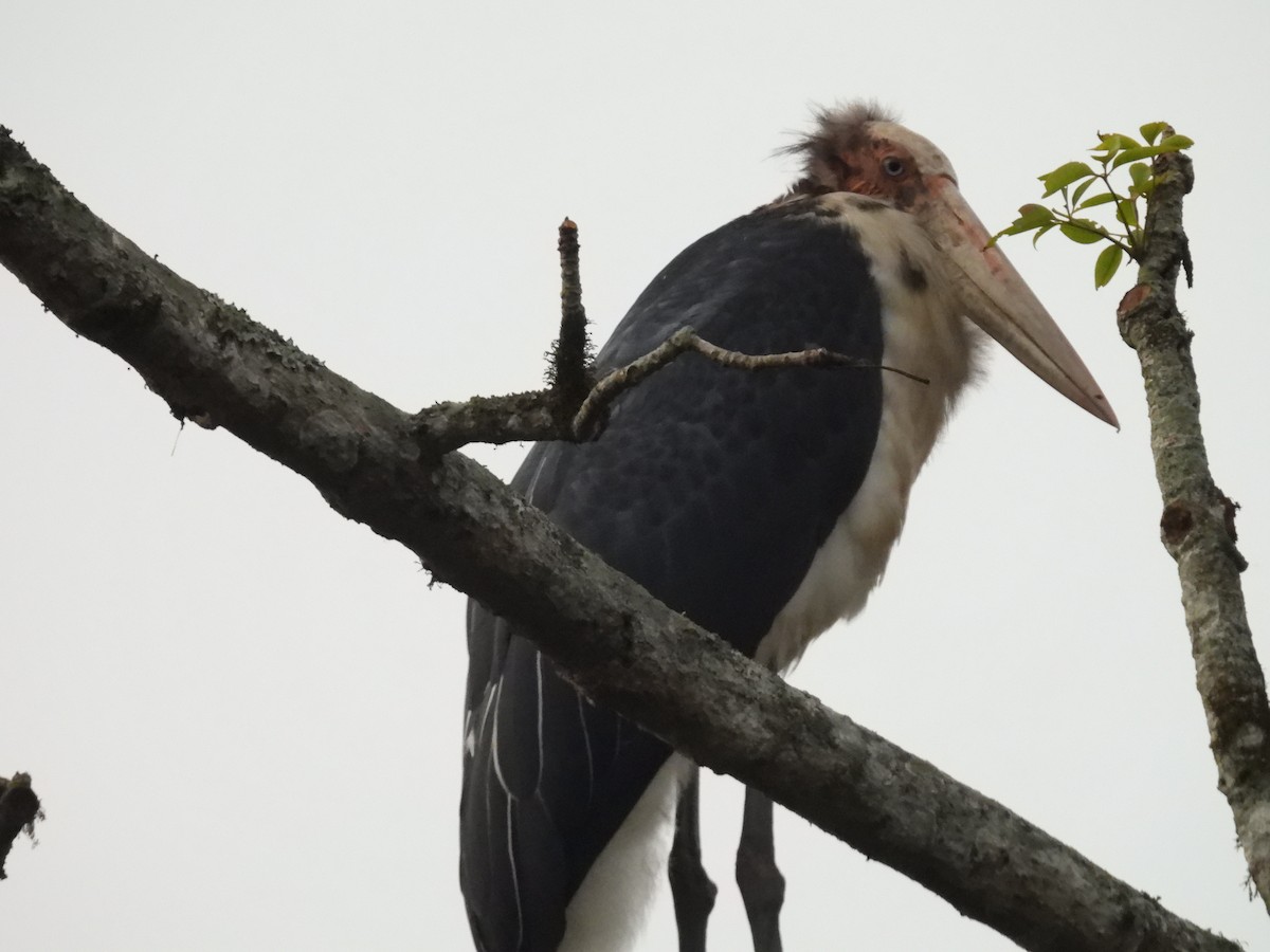 Lesser Adjutant - ML645895897
