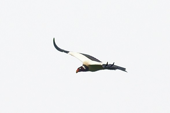 King Vulture - ML645895900