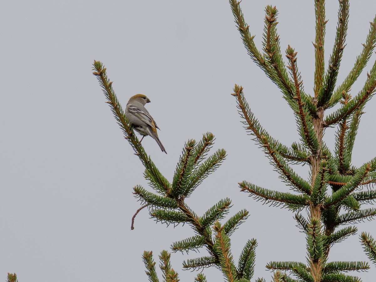 Pinu-gailupa - ML645895903