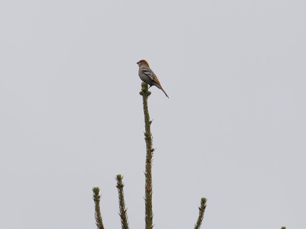 Pinu-gailupa - ML645895904