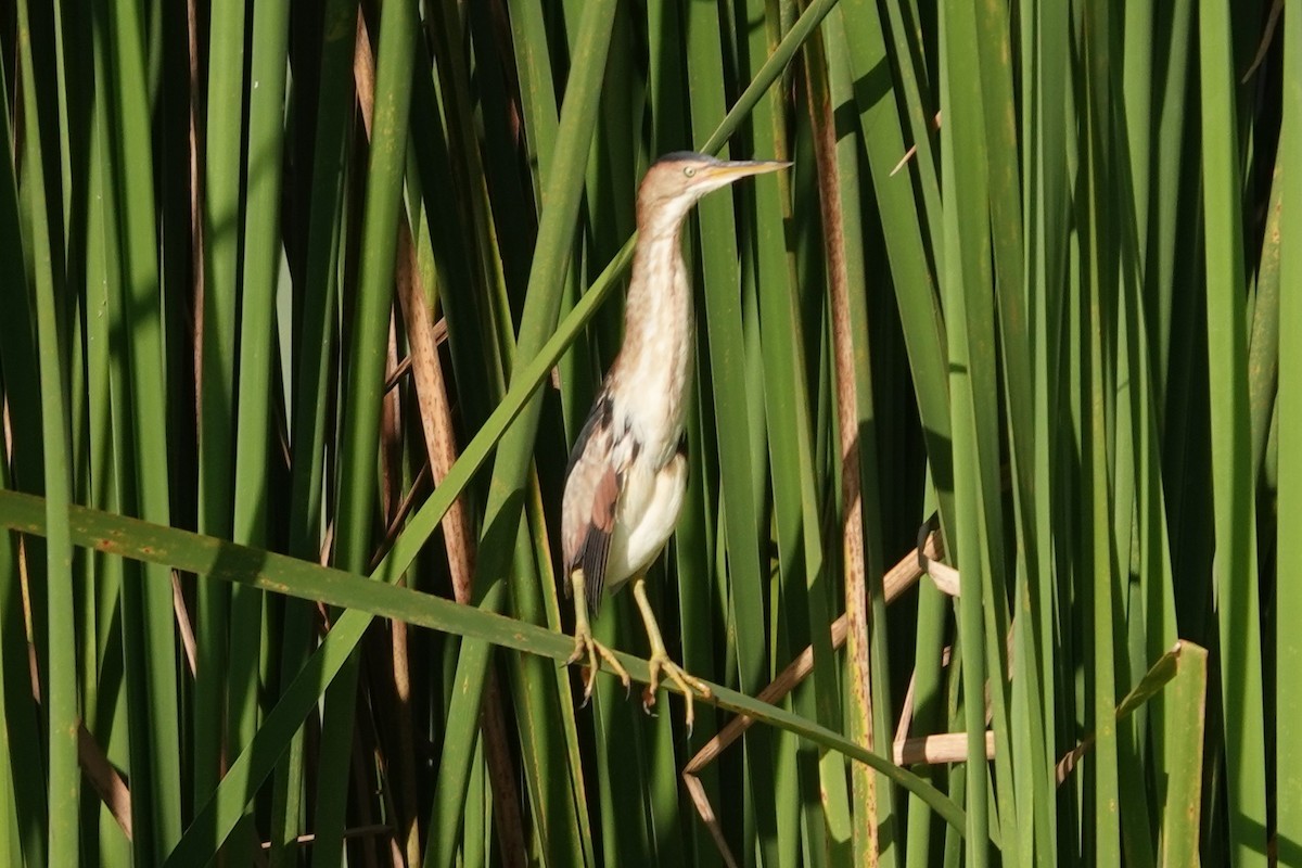 אנפית גמדית אמריקנית - ML645895906