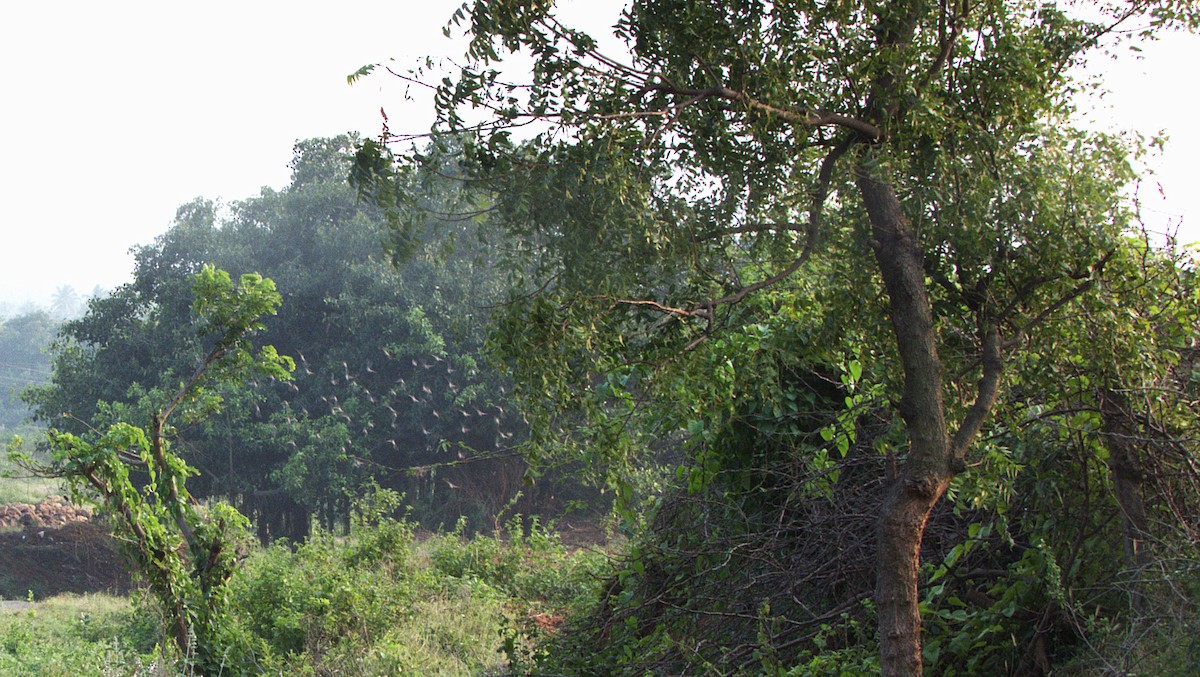 זרזיר ארבה - ML645895908