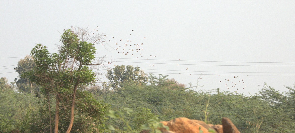 זרזיר ארבה - ML645895909