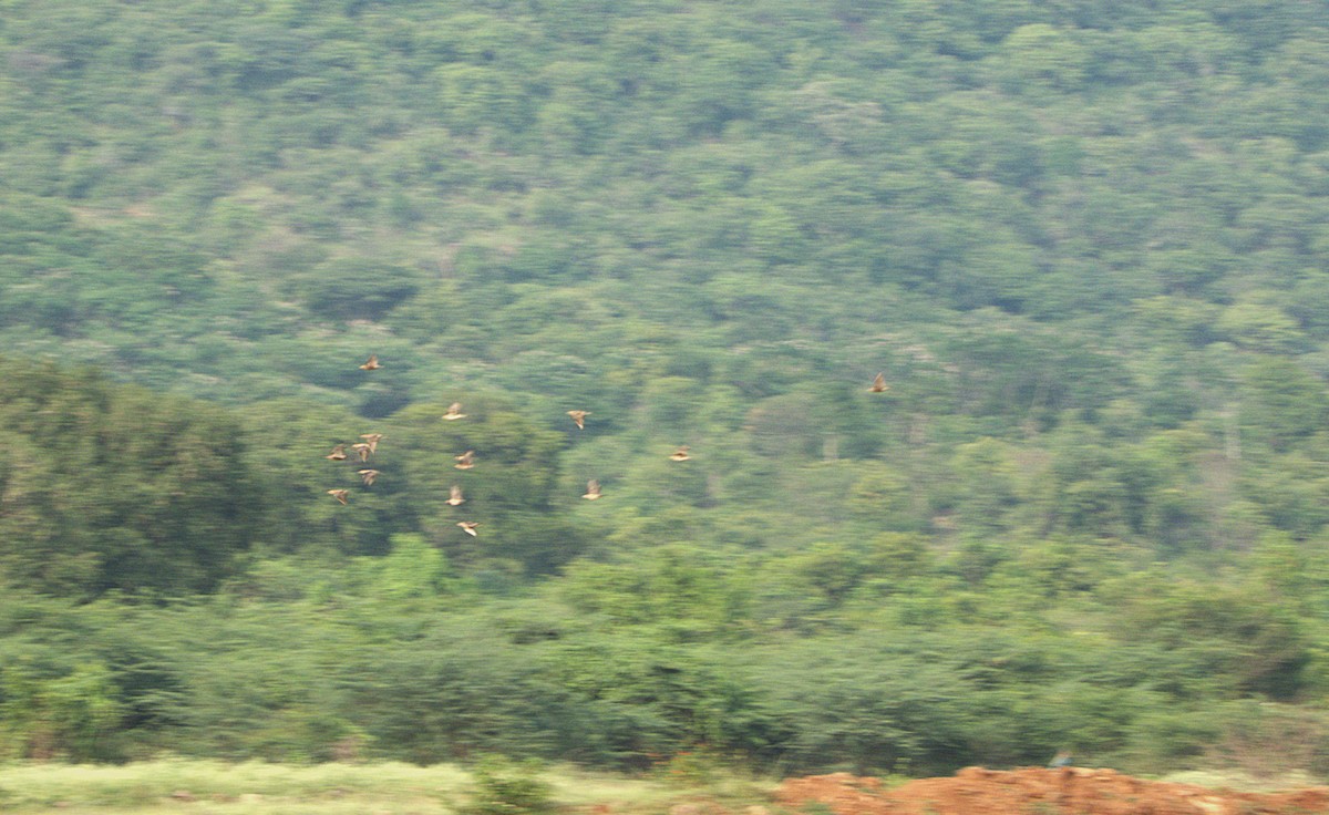 זרזיר ארבה - ML645895910