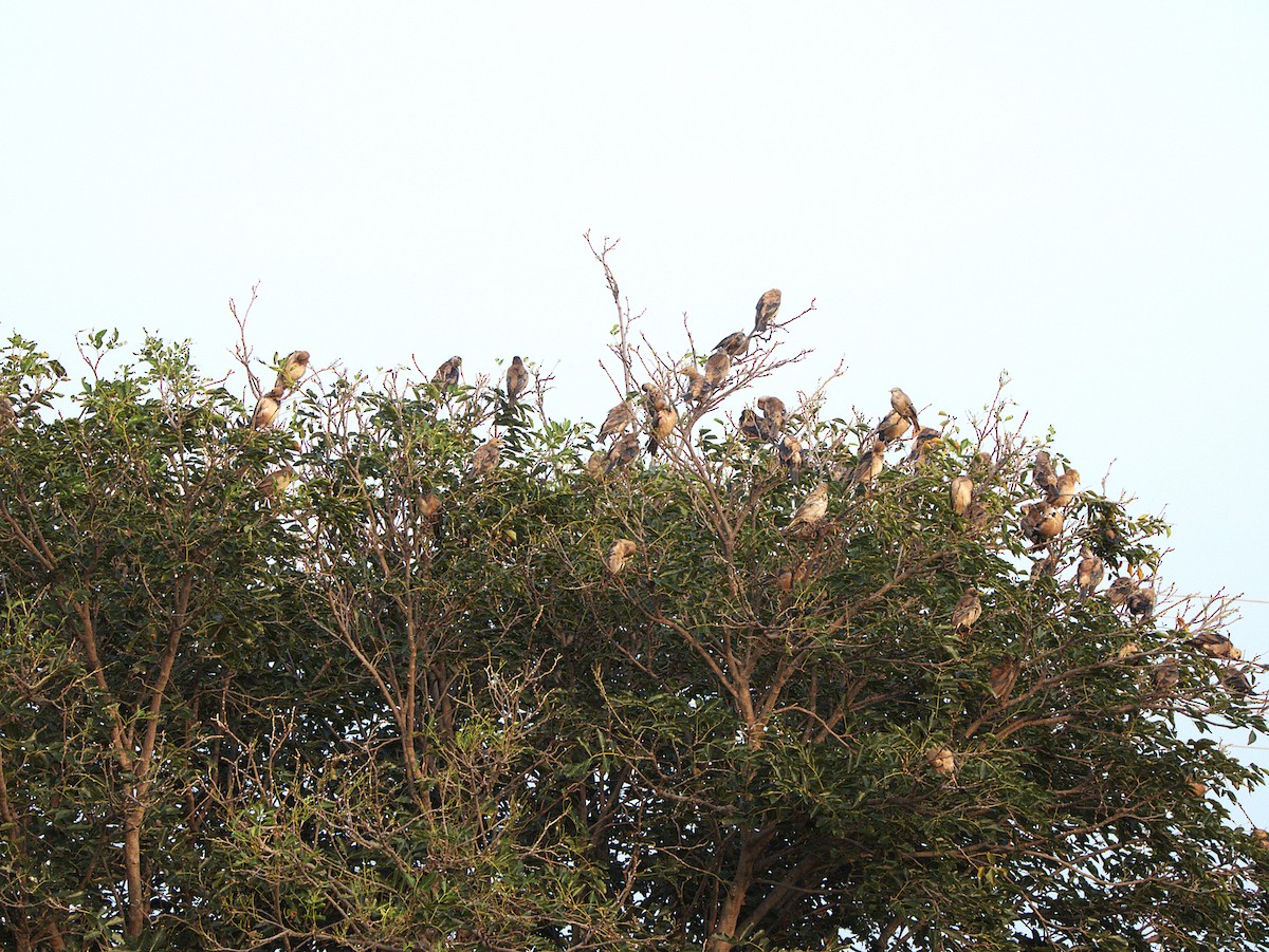 Rosy Starling - ML645895912