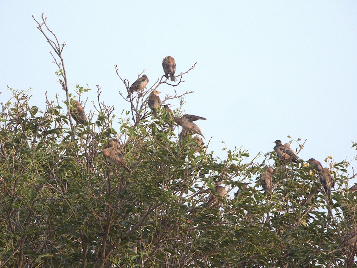 Rosy Starling - ML645895913