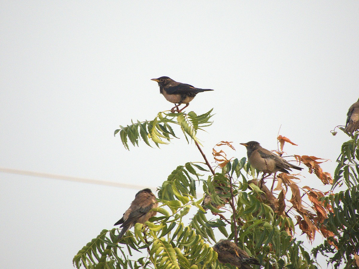זרזיר ארבה - ML645895914