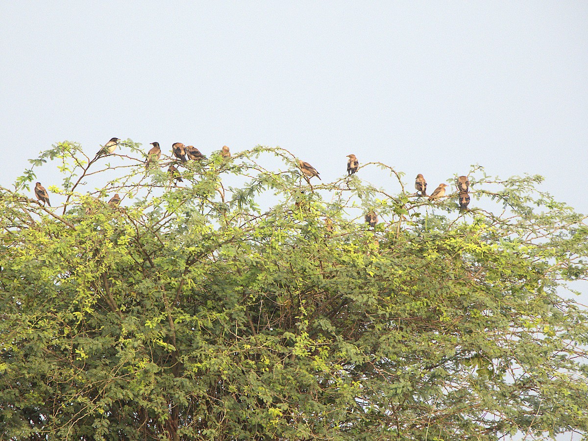 Rosy Starling - ML645895915