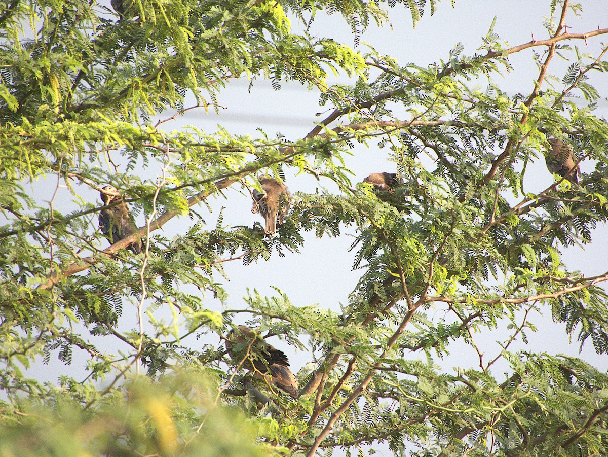 Rosy Starling - ML645895916