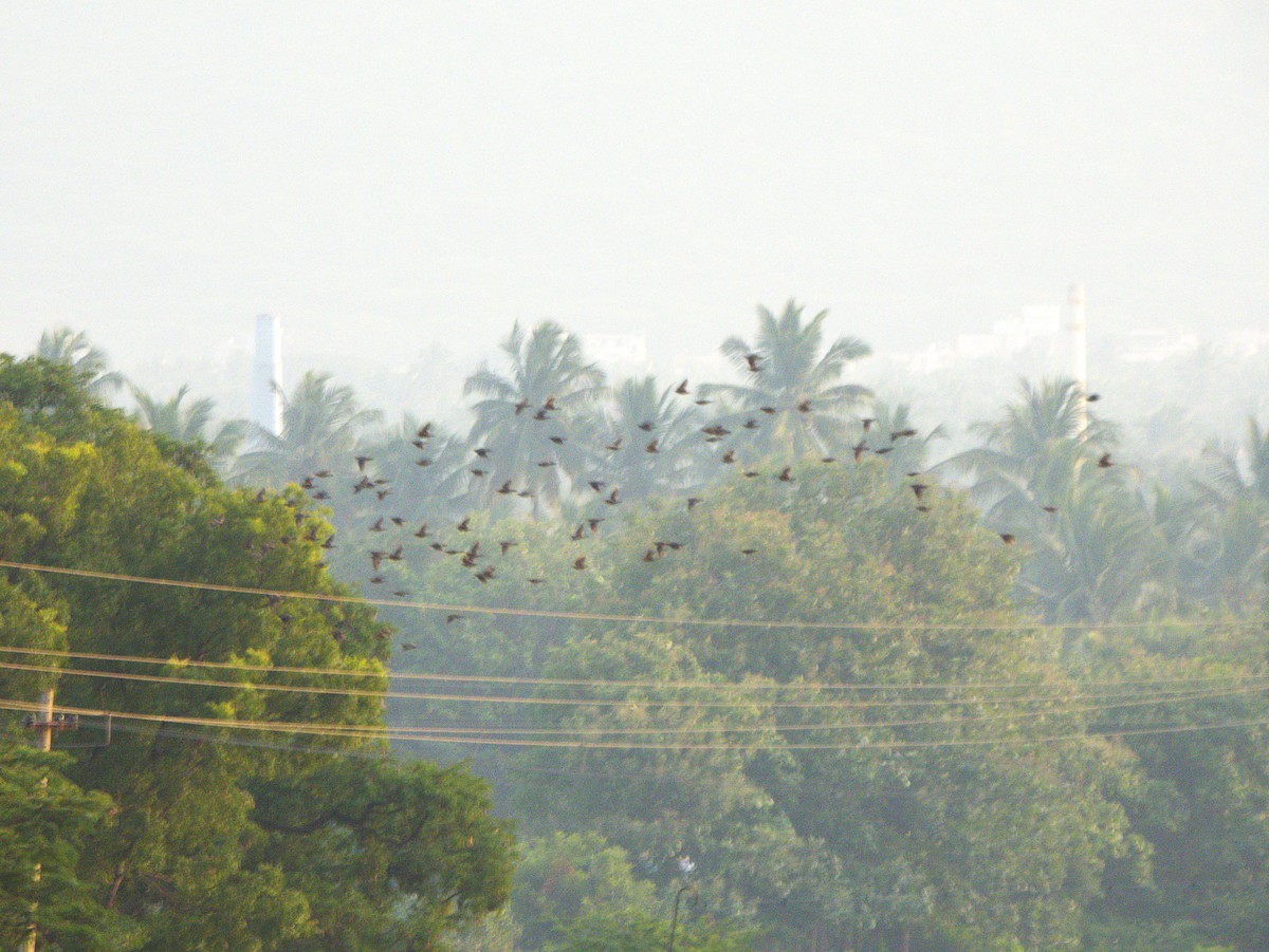 זרזיר ארבה - ML645895917