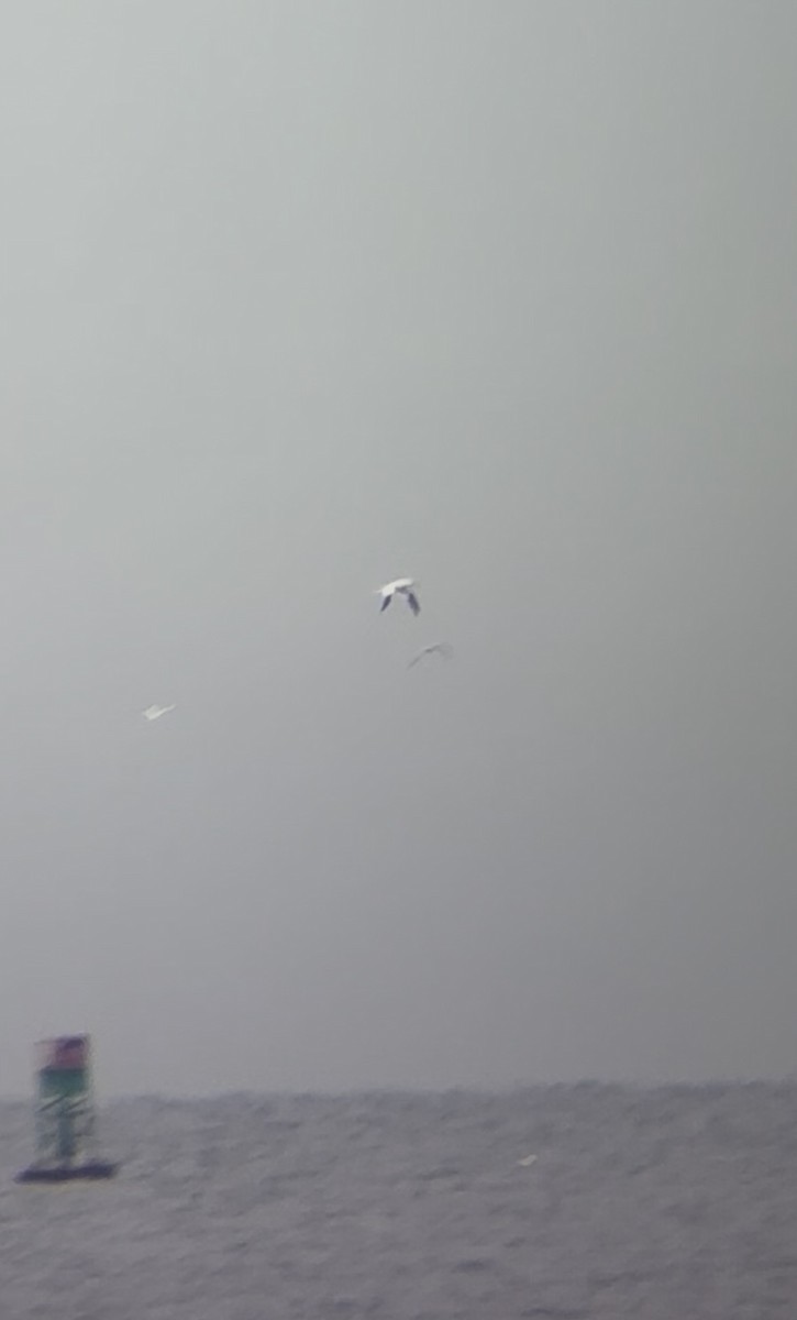 Northern Gannet - ML645895919