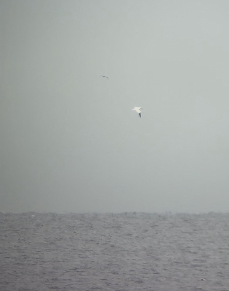 Northern Gannet - ML645895920