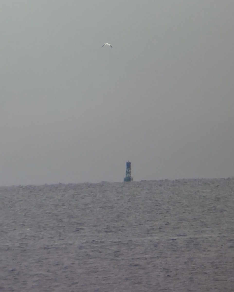 Northern Gannet - ML645895921