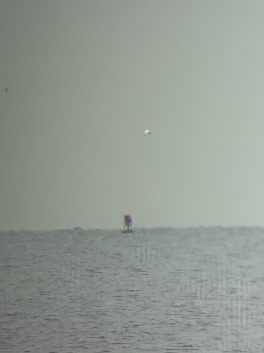 Northern Gannet - ML645895922