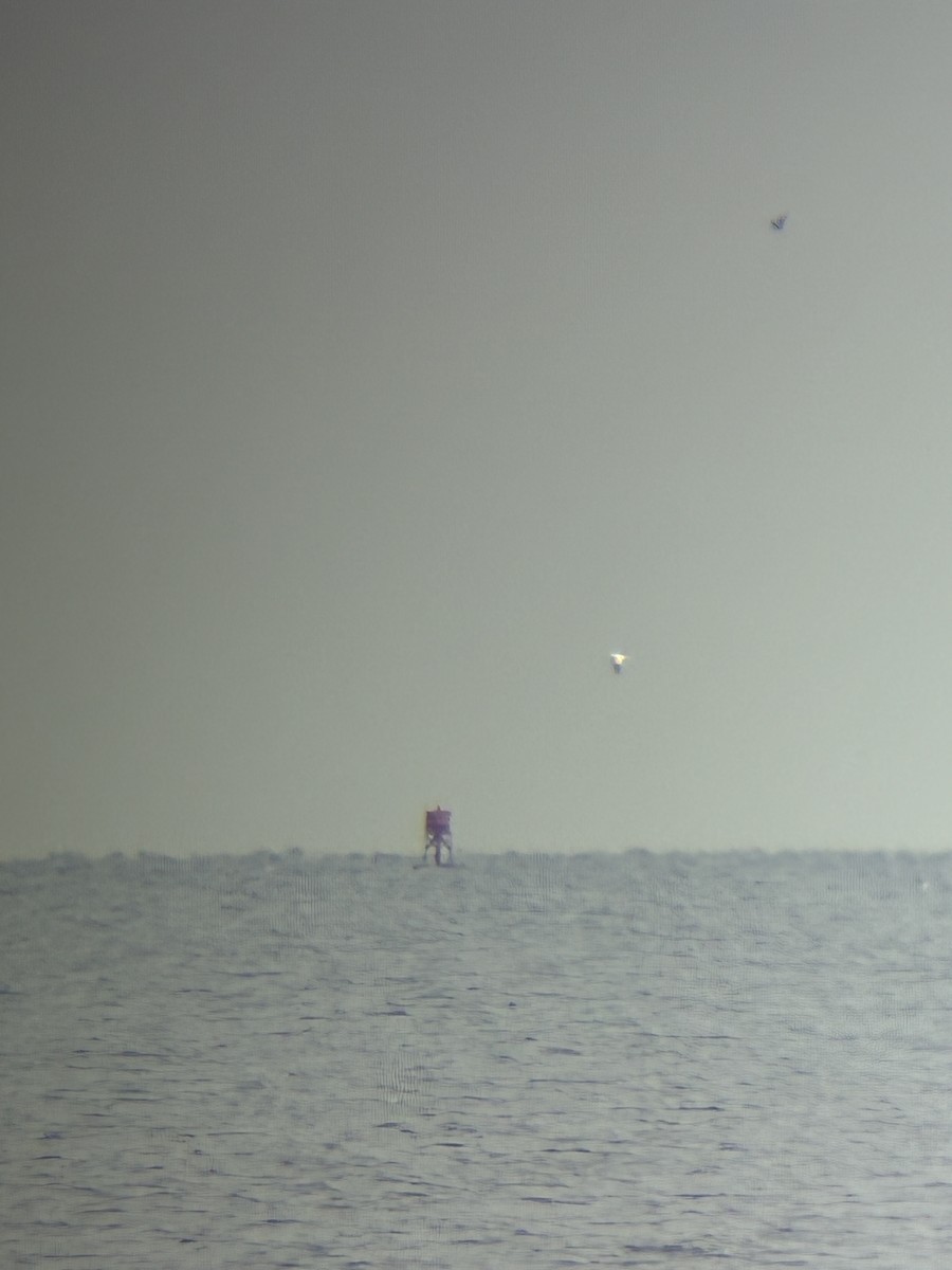 Northern Gannet - ML645895923