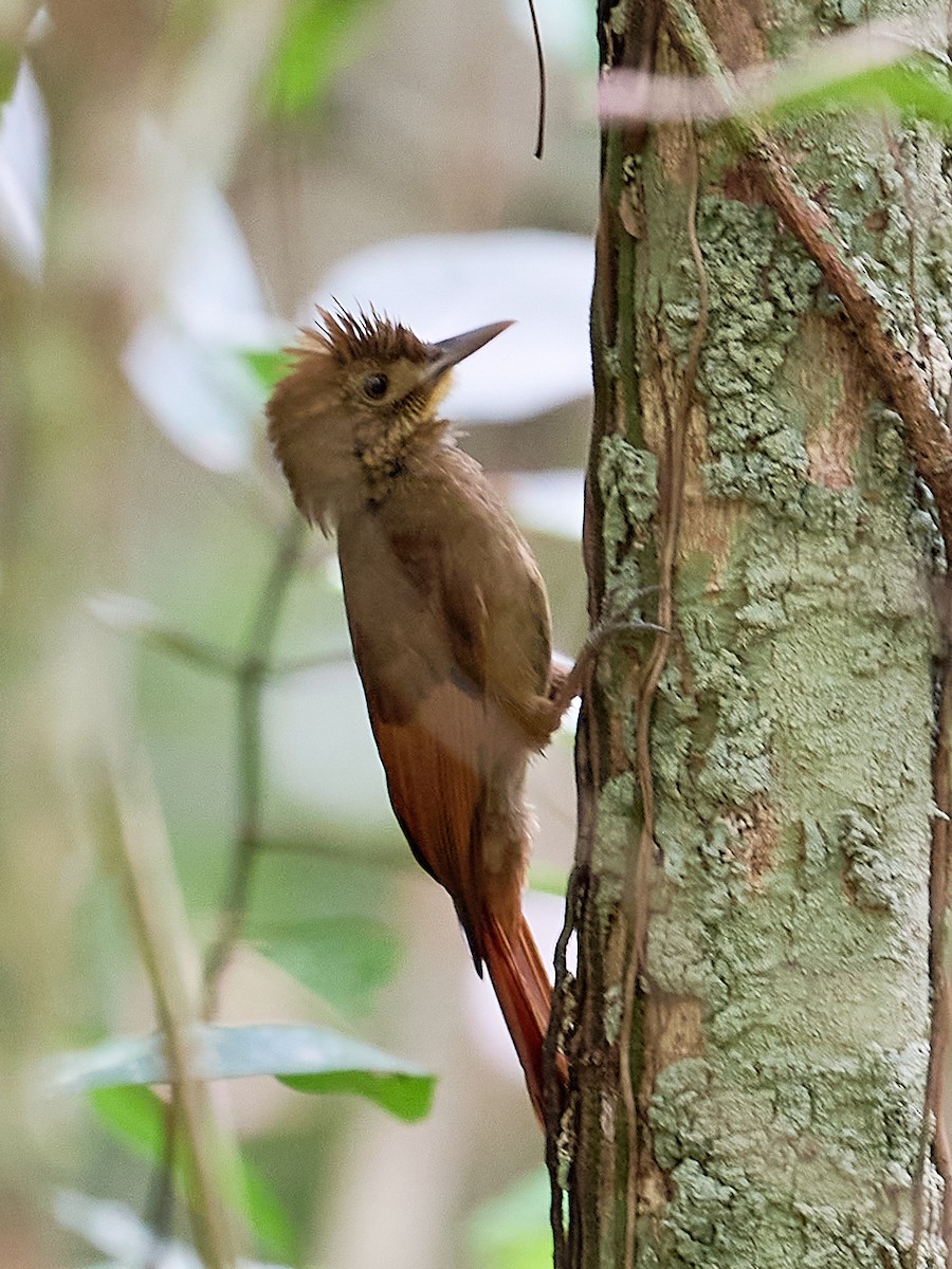 Hellschwingen-Baumsteiger - ML645895938