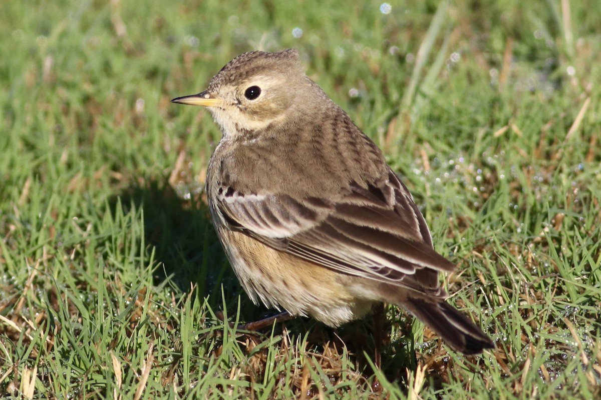 American Pipit - ML645895942
