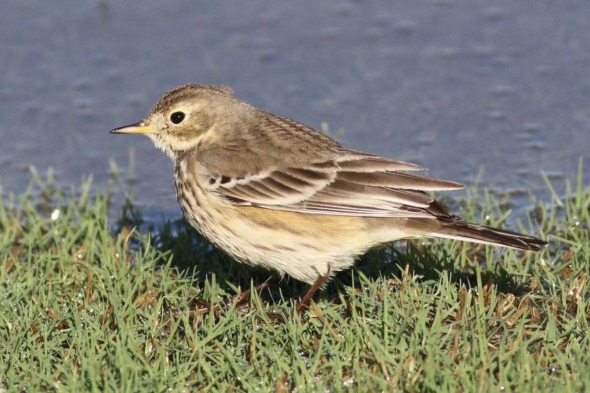 American Pipit - ML645895943