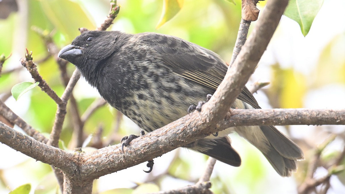 Vegetarian Finch - ML645895947