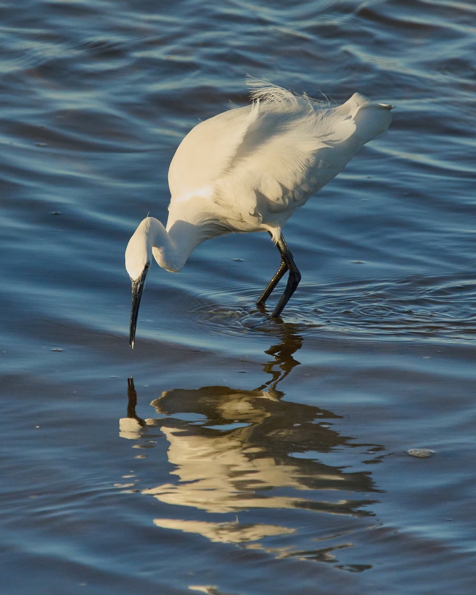 Little Egret - ML645895949