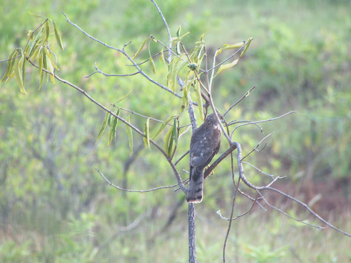 Shikra - ML645895950