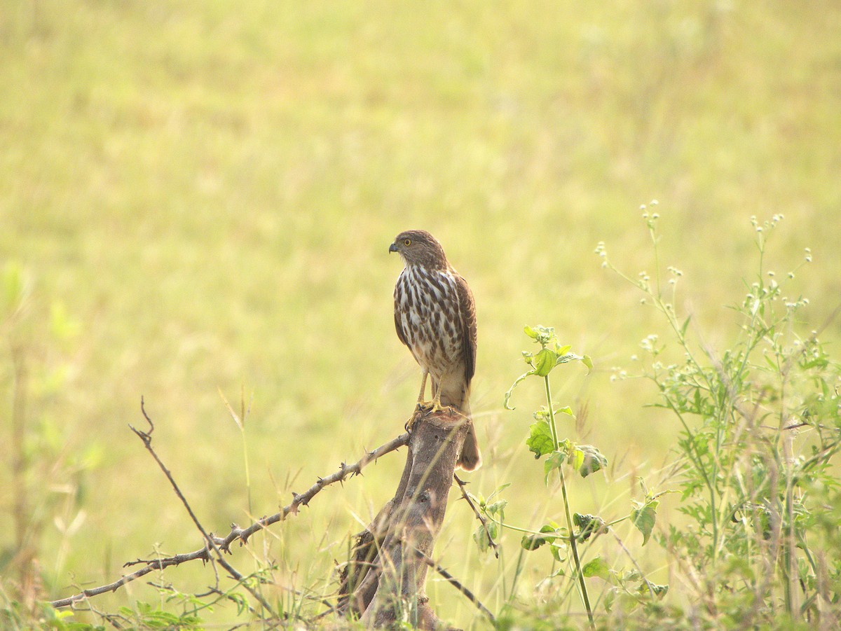 Shikra - ML645895951