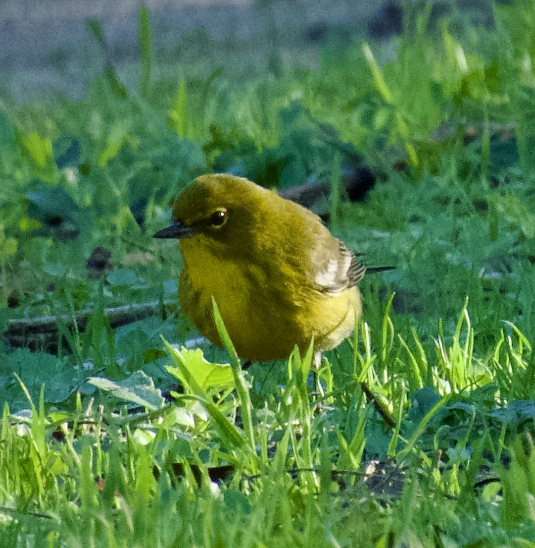 Pine Warbler - ML645895952