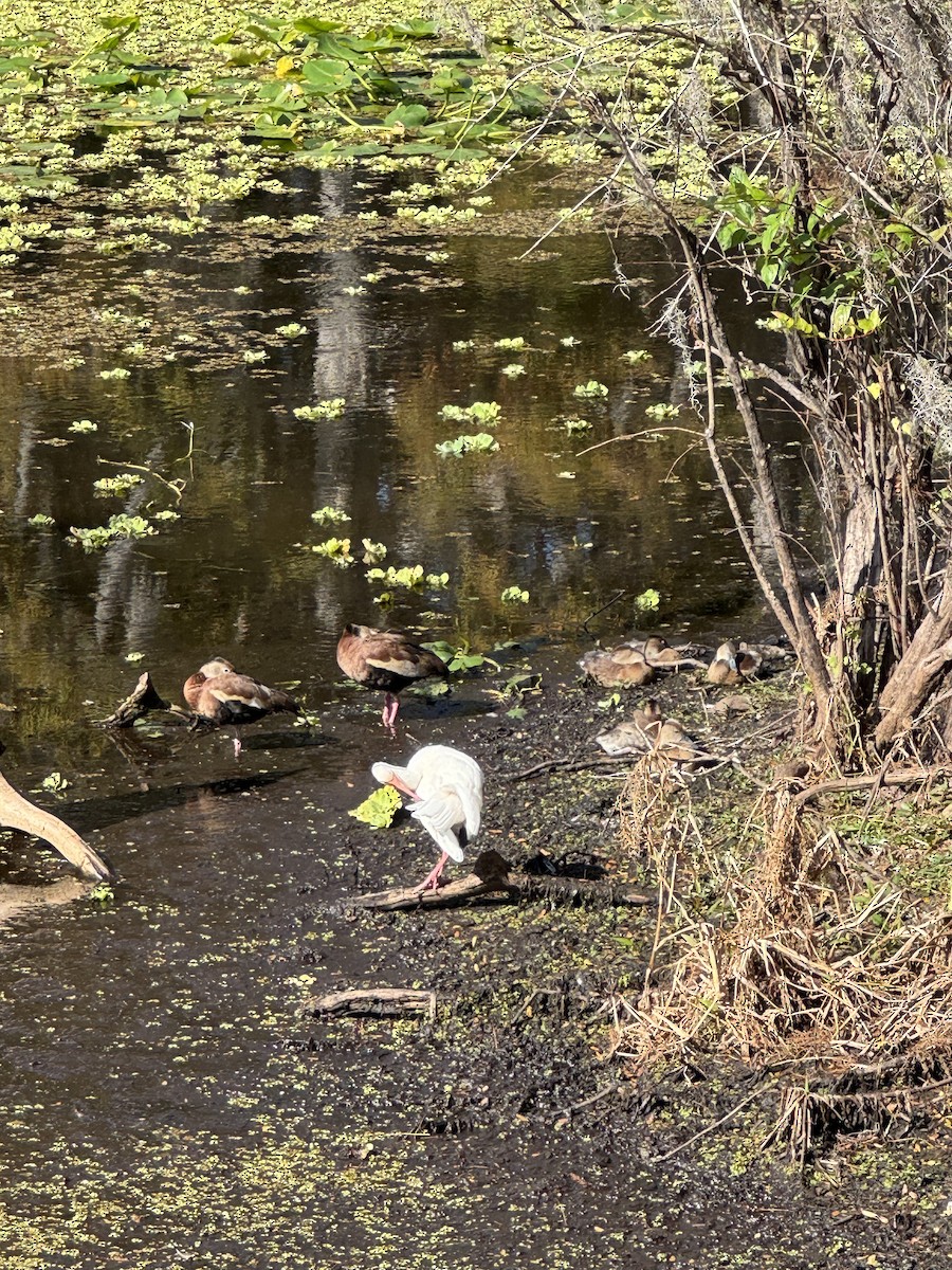 White Ibis - ML645895953