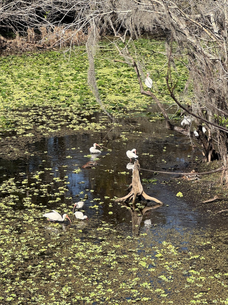 White Ibis - ML645895954