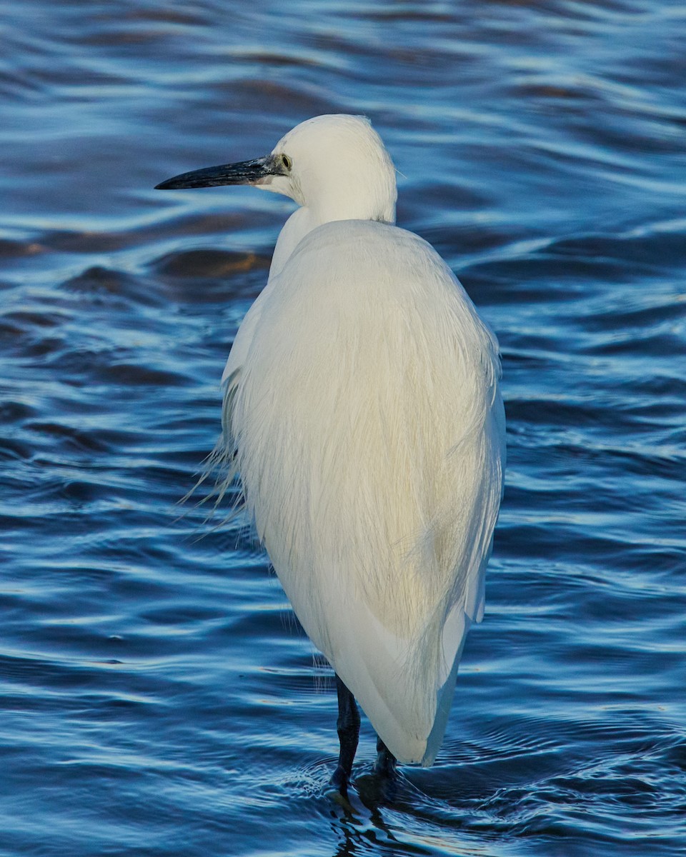 Little Egret - ML645895955