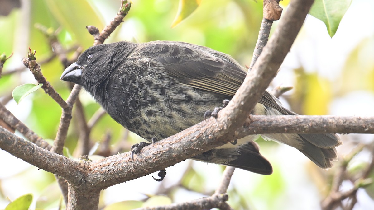 Vegetarian Finch - ML645895956