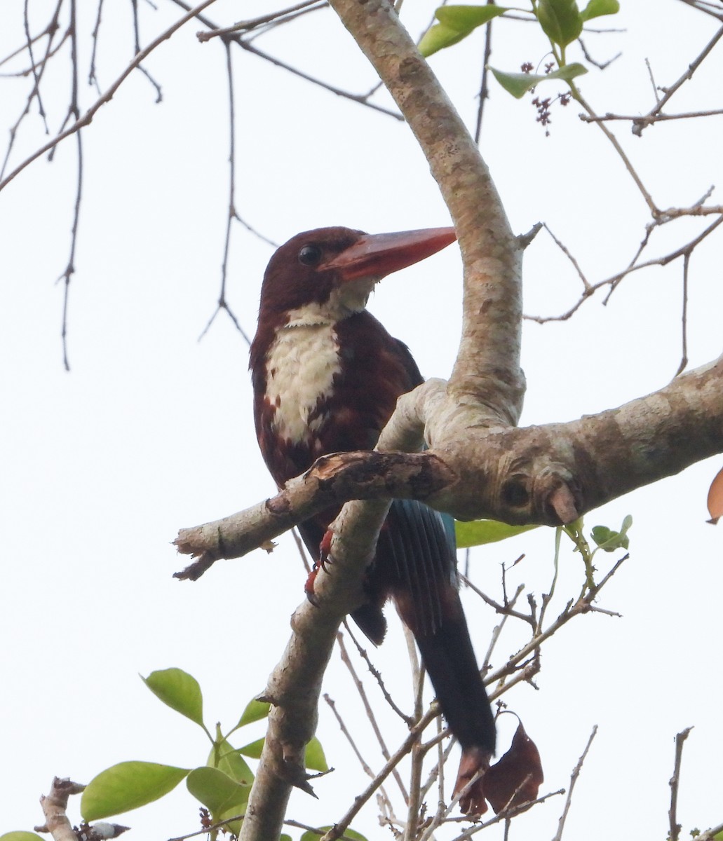 White-throated Kingfisher - ML645895957