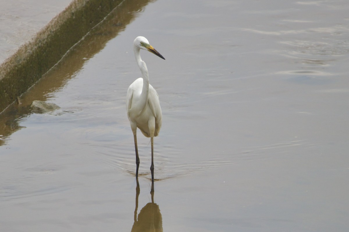 Great Egret (modesta) - ML645895959