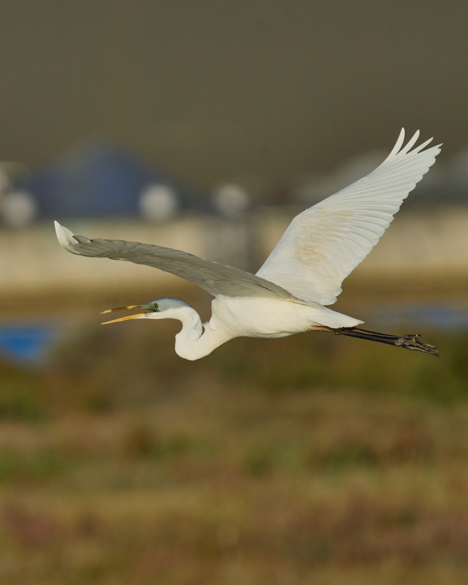 Great Egret - ML645895961