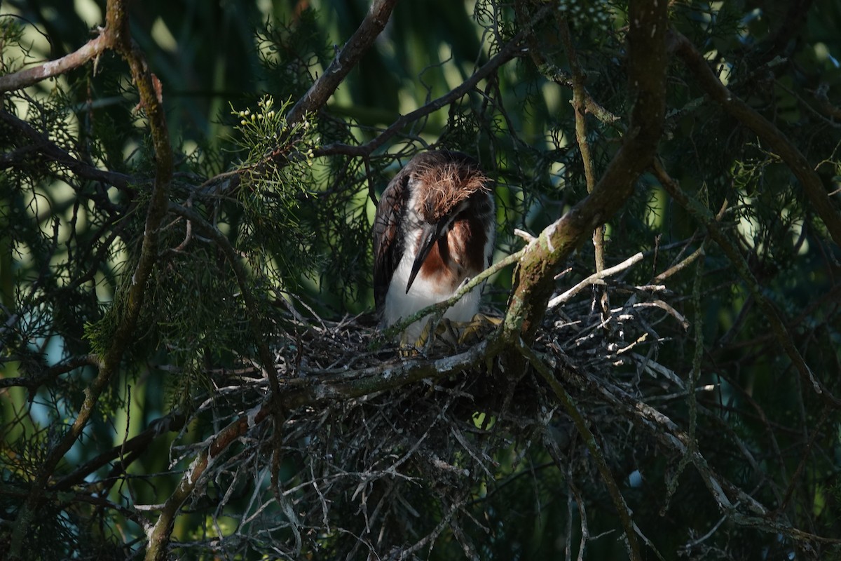Tricolored Heron - ML645895962